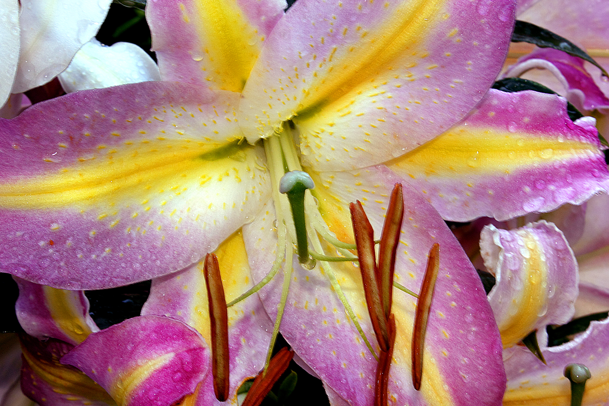 Lavender Lily from Eleanor's Garden, (c) DE Wolf 2013