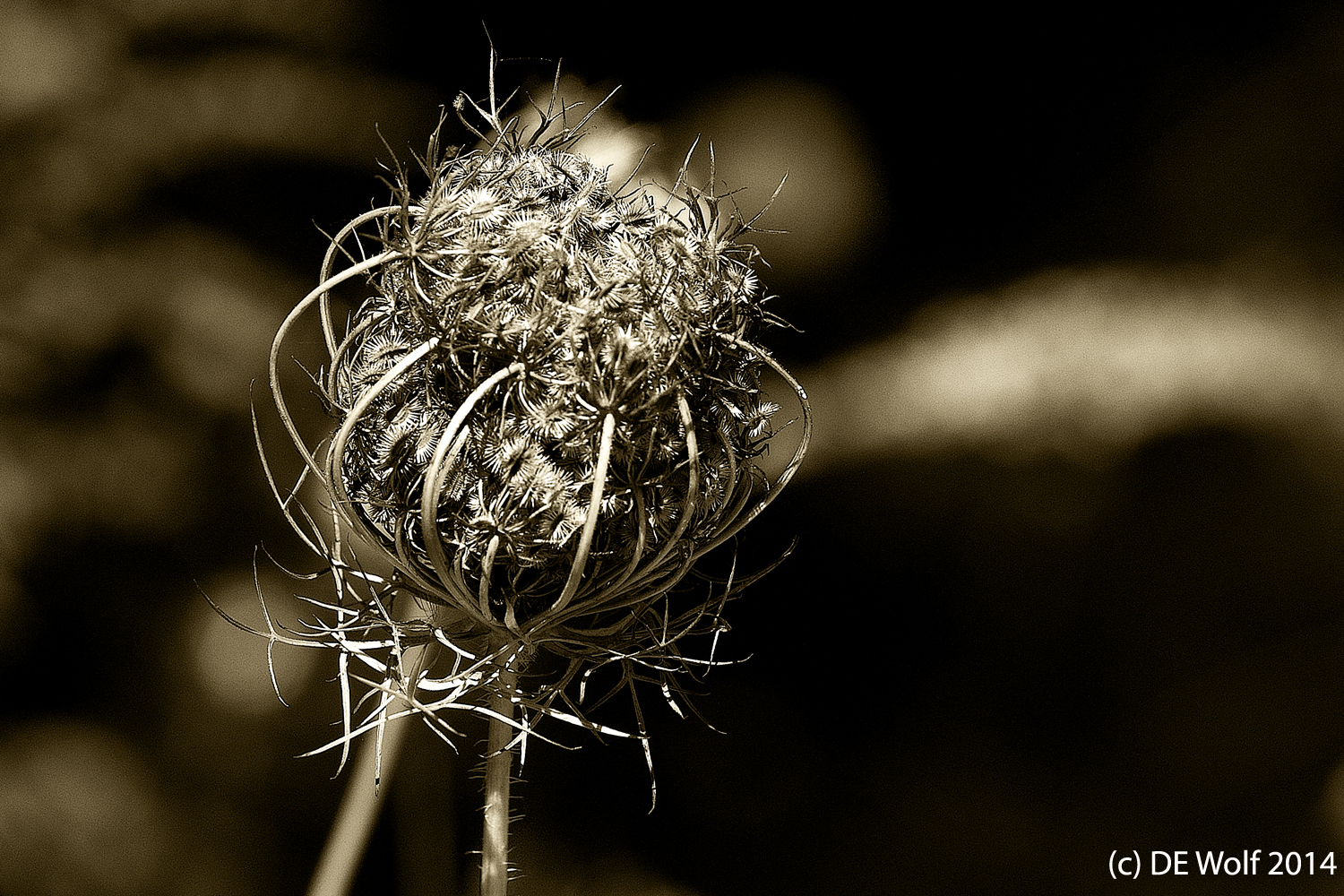 12. Queen Anne's Lace