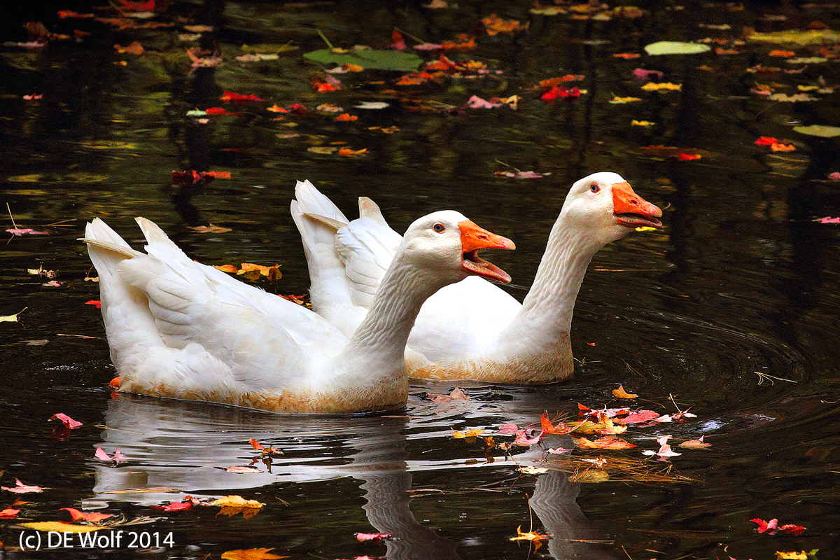 3. Embden Geese