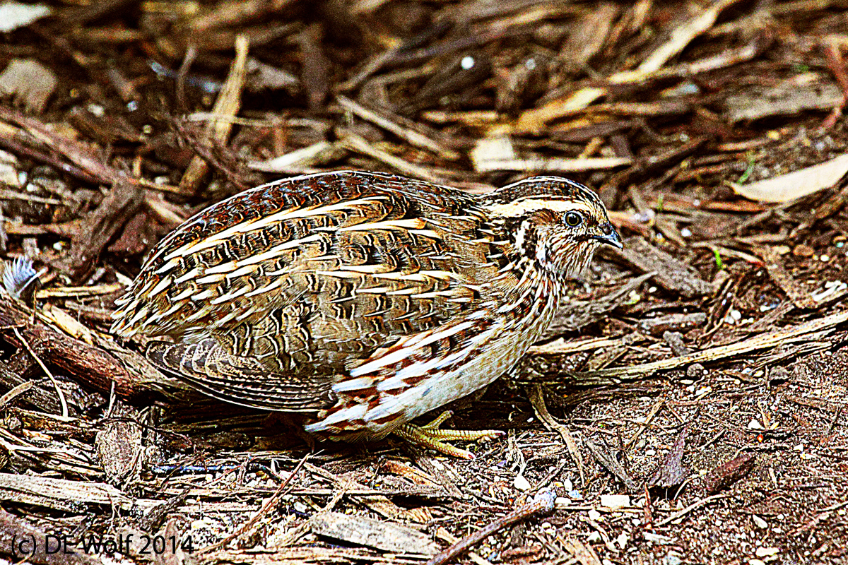 1. Grouse camouflage