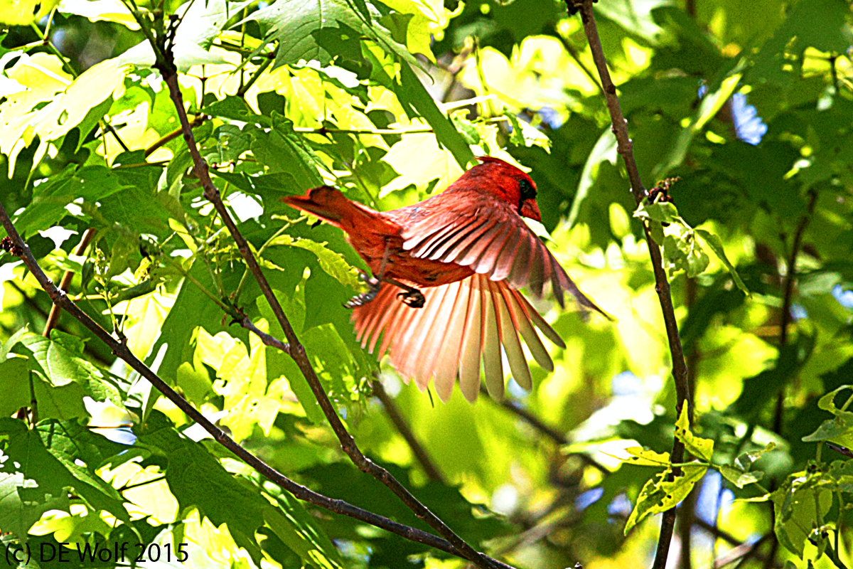 2. Cardinal in flight