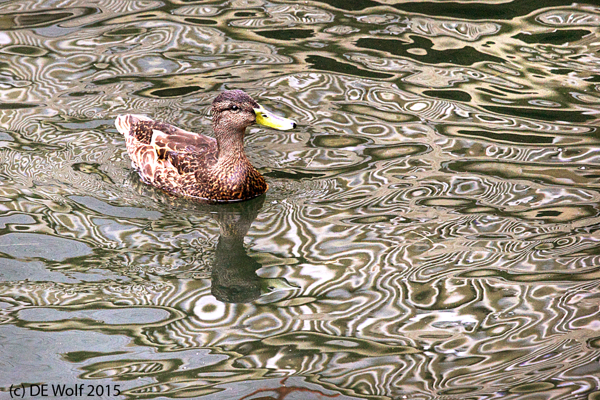 6. Black Duck