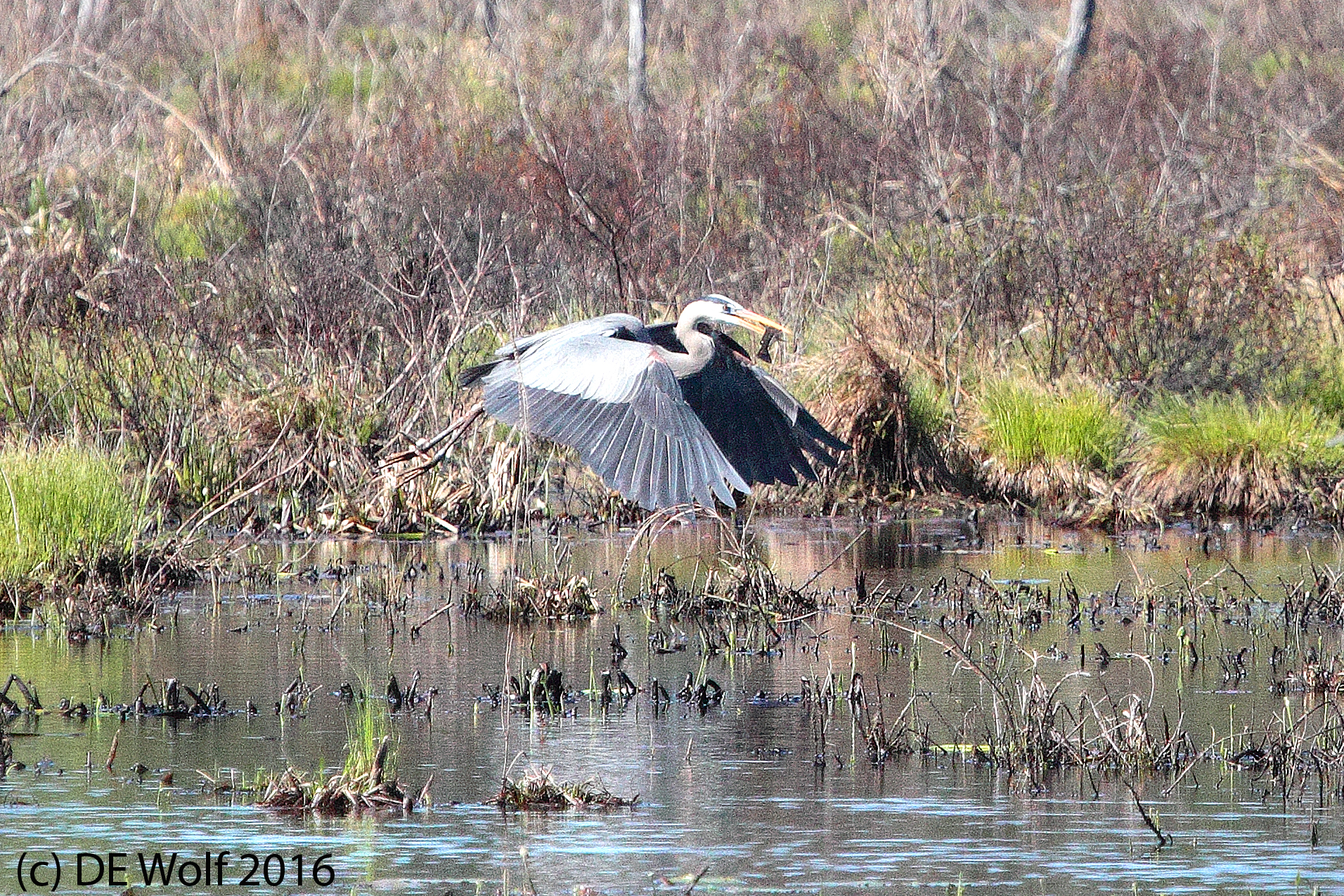 7. Taking food back to the rookery