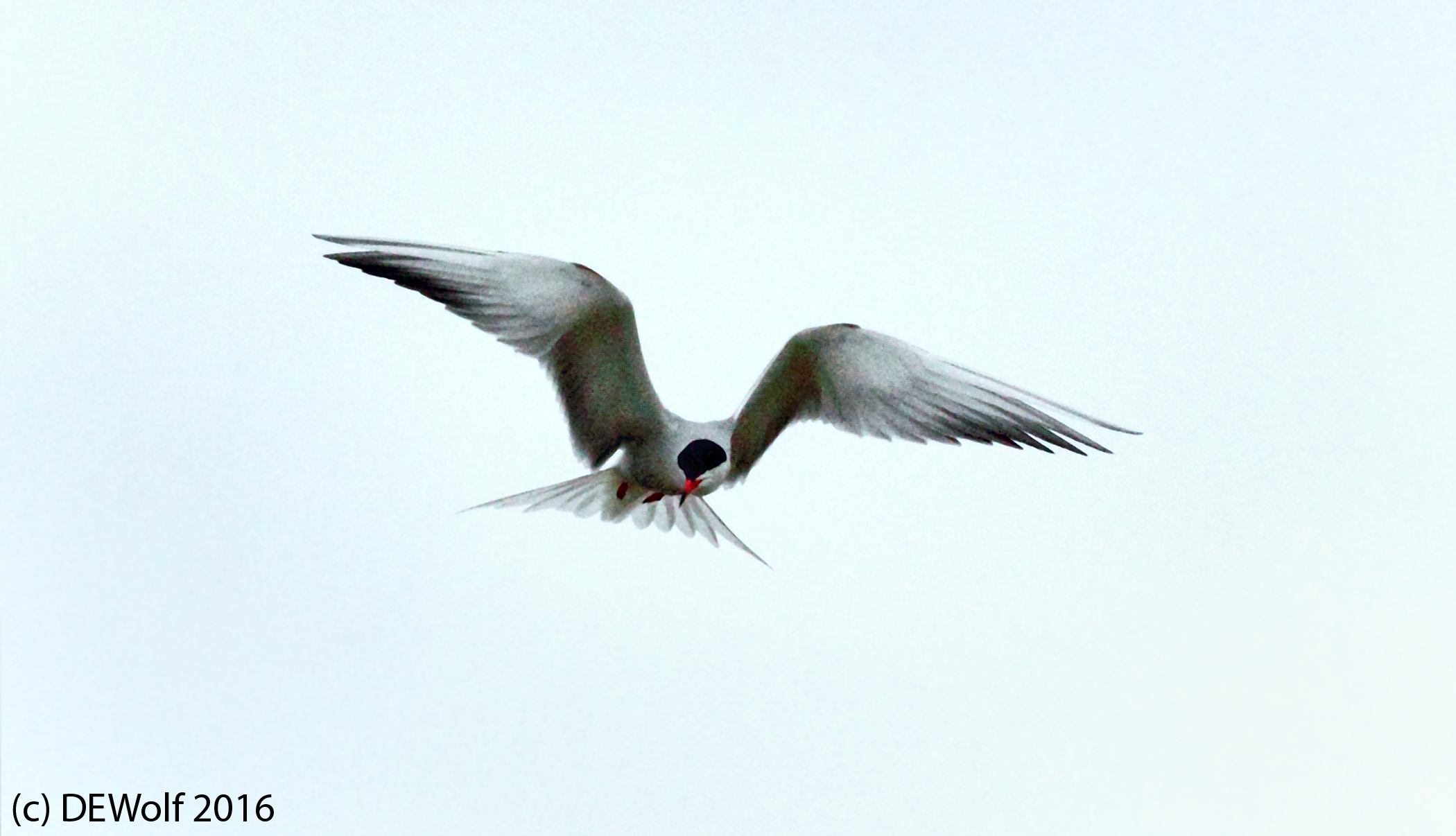 10. Common Tern