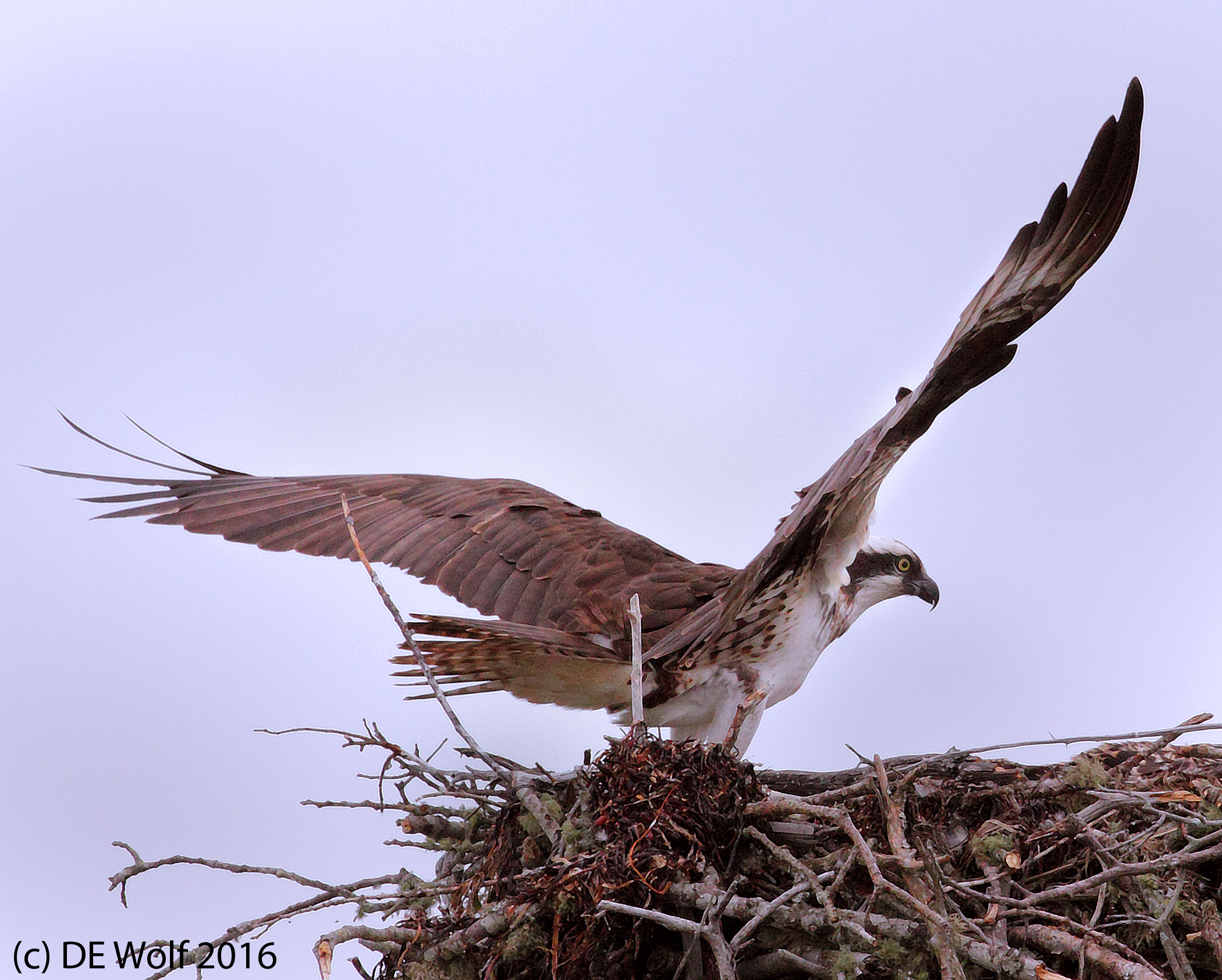 9. Osprey landing