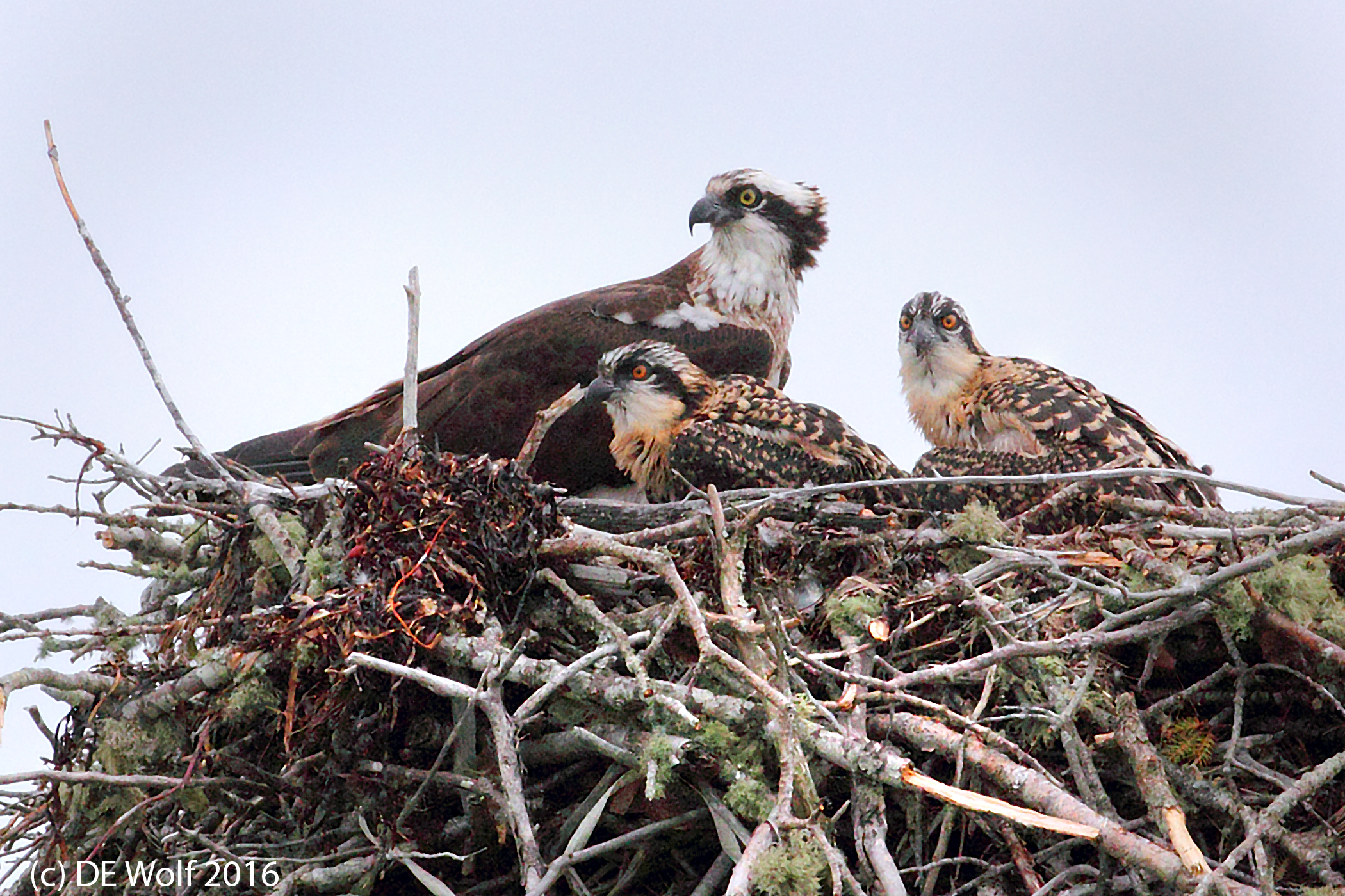 8. Osprey mother and chicks
