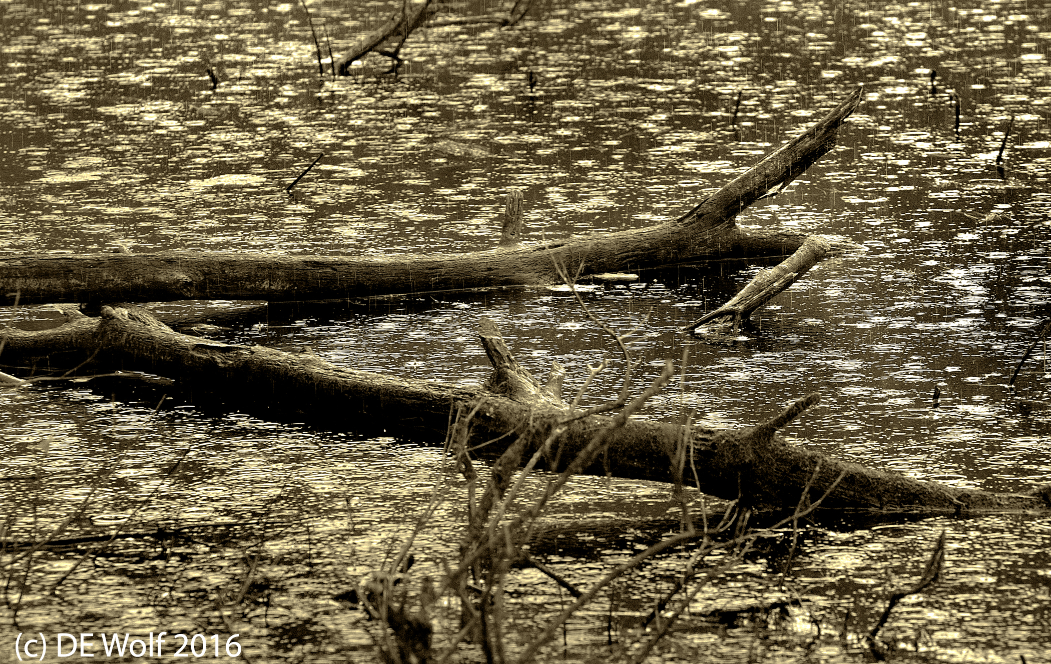 13. Rain on the Pond
