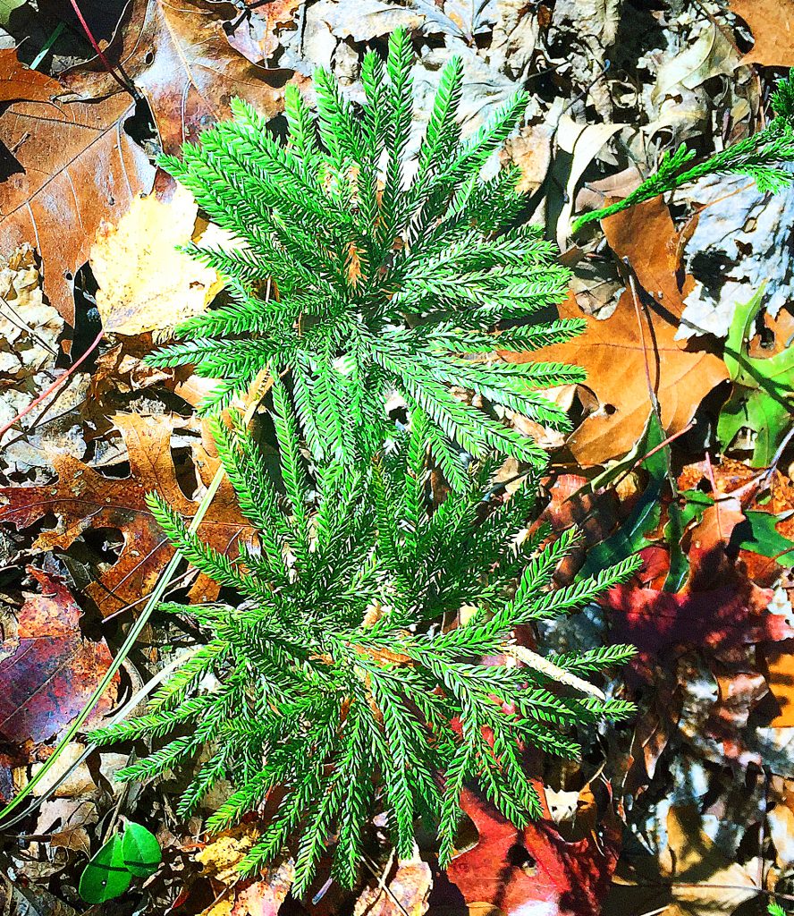 Club Moss Species Name – Club moss: what are they, characteristics and ...