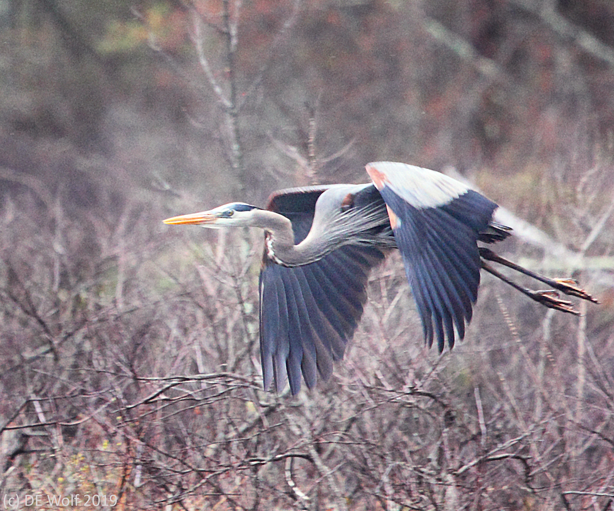 13. Blue Heron