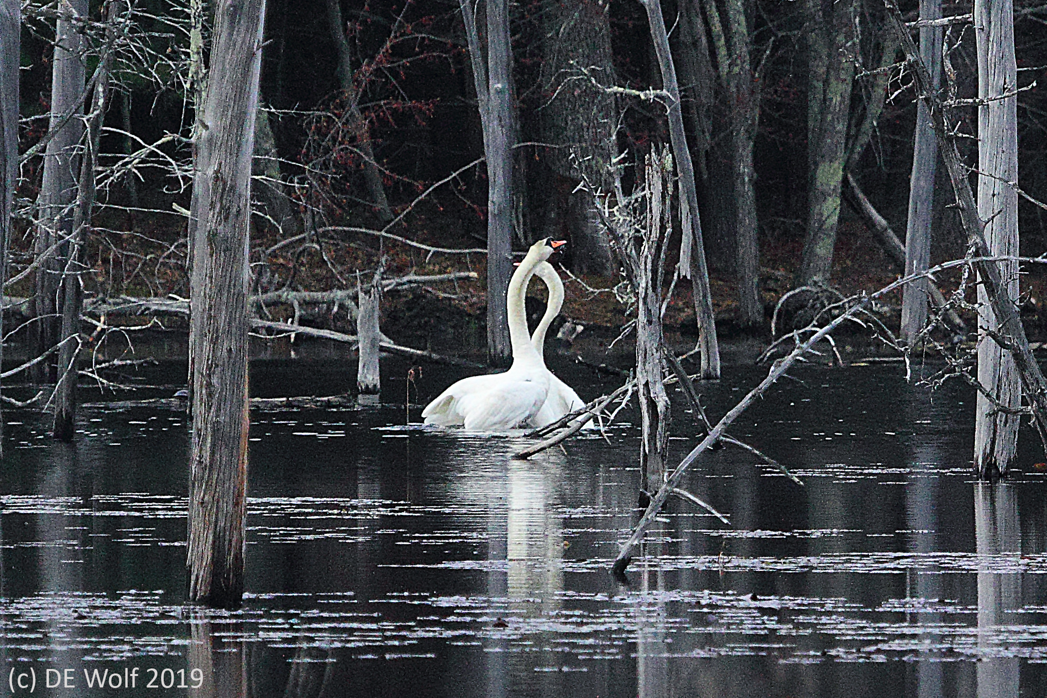 12. Swans Courting