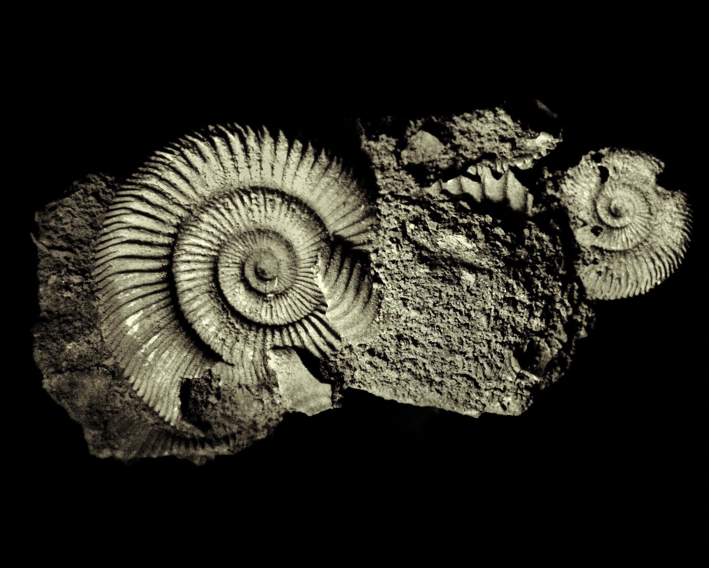 Ammonite